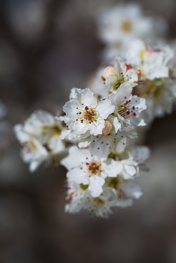 White Lux Blossom by Joy Watson